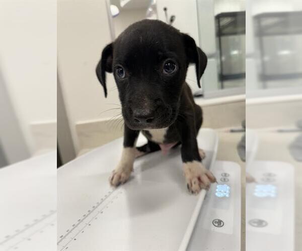 Medium Photo #1 Mutt Puppy For Sale in Baytown, TX, USA