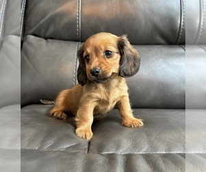 Dachshund Puppy for sale in FRANKLIN, IN, USA