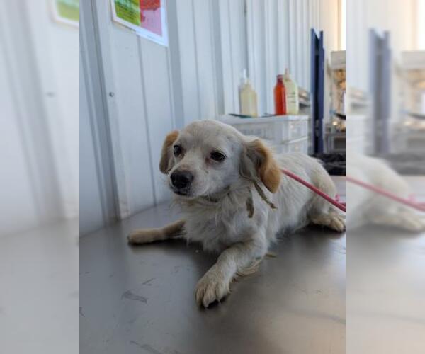 Medium Photo #1 Chihuahua Puppy For Sale in Bakersfield, CA, USA