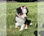 Small #1 Miniature Australian Shepherd