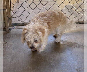 Maltipoo (Miniature) Dogs for adoption in Apple Valley, CA, USA