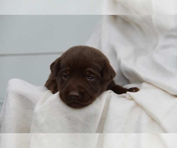Medium Photo #5 Labrador Retriever Puppy For Sale in HYDE PARK, VT, USA