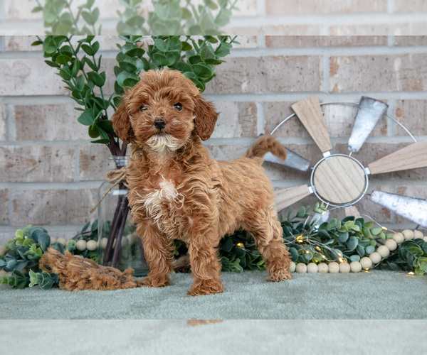 Medium Photo #3 Goldendoodle mix (+ Poodle Miniature) Puppy For Sale in SPENCERVILLE, IN, USA