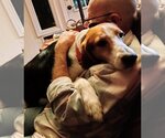 Small Photo #5 Beagle-Border Collie Mix Puppy For Sale in Valrico, FL, USA