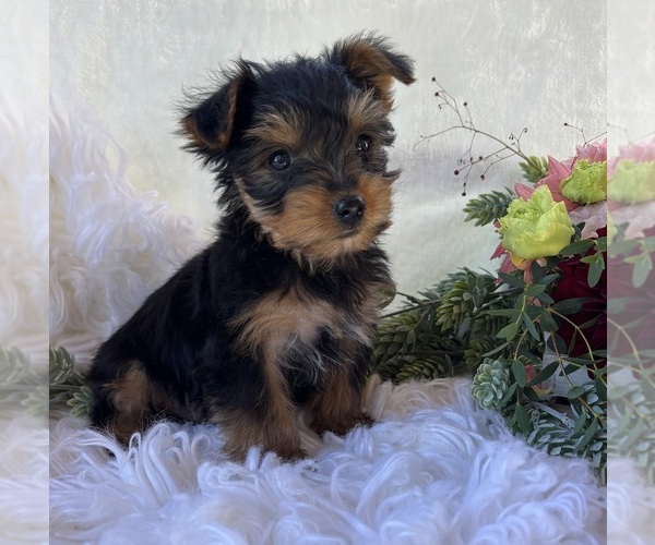 Medium Photo #10 Yorkshire Terrier Puppy For Sale in ROCK STREAM, NY, USA
