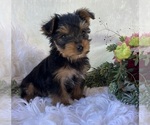 DR pepper - Male Yorkshire Terrier Puppy for Sale - Photo #10