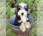 Small #2 Bernedoodle (Miniature)