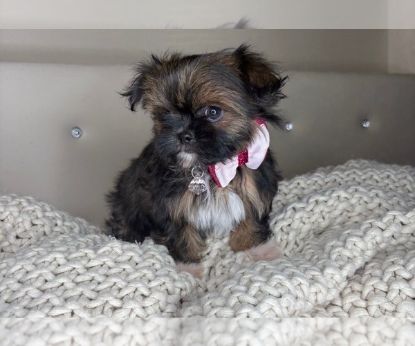 Medium Photo #2 ShiChi Puppy For Sale in CHARLOTTE, NC, USA