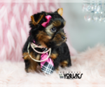 Small #5 Yorkshire Terrier