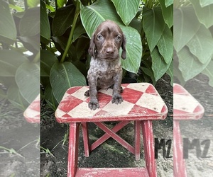 German Shorthaired Pointer Puppy for sale in HARRELLSVILLE, NC, USA