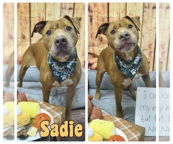 Medium Photo #6 American Staffordshire Terrier Puppy For Sale in Pierceton , IN, USA