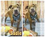 Small #5 American Staffordshire Terrier