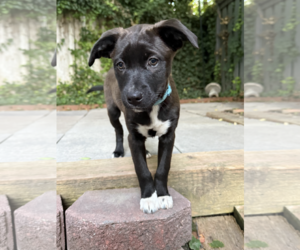 Caspia - Female Mutt Dog for Adoption - Photo #6