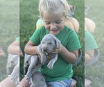Small Photo #22 Weimaraner Puppy For Sale in WILLOWS, CA, USA