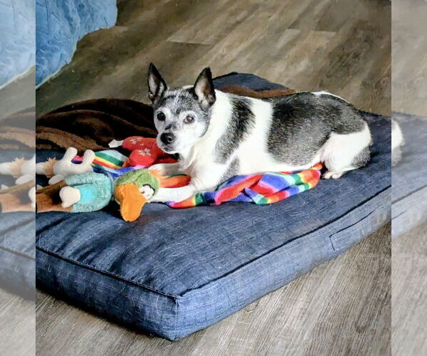 Medium Photo #2 Rat Terrier Puppy For Sale in Atlanta, GA, USA