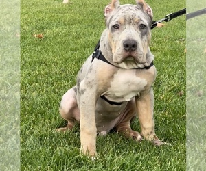 American Bully Puppy for Sale in Mississauga, Ontario Canada