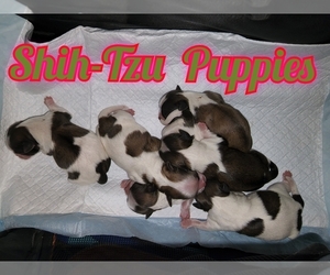 Shih Tzu Puppy for sale in TOCCOA, GA, USA