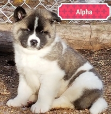 Akita Puppy for sale in DELTA JUNCTION, AK, USA