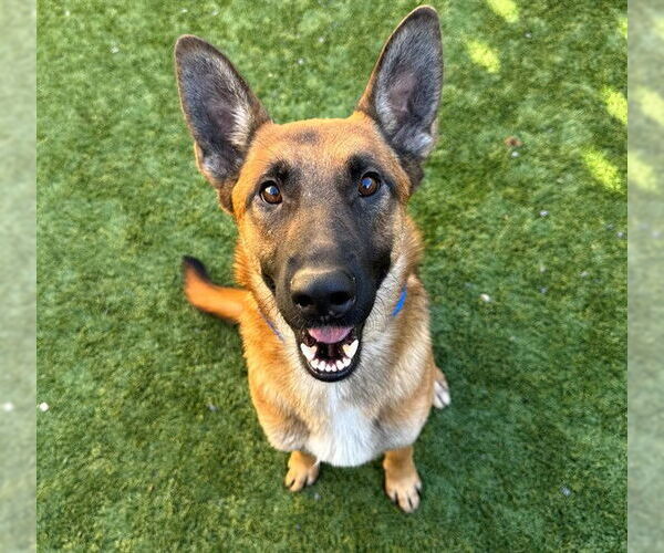 Medium Photo #3 Mutt Puppy For Sale in Moreno Valley, CA, USA