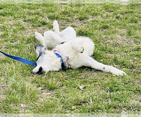 Medium Photo #11 Australian Shepherd-Unknown Mix Puppy For Sale in Hinton, WV, USA