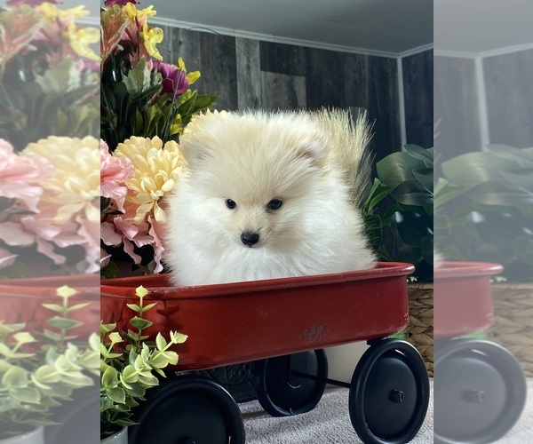 Medium Photo #2 Pomeranian Puppy For Sale in CANOGA, NY, USA