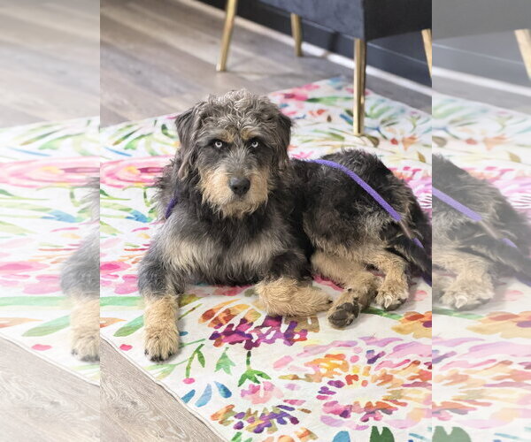 Medium Photo #1 Mutt Puppy For Sale in Holly Springs, NC, USA