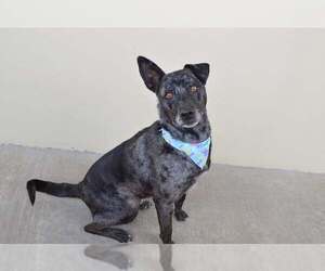 Catahoula Leopard Dog-Unknown Mix Dogs for adoption in McKinney, TX, USA