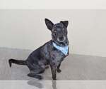 Small Catahoula Leopard Dog Mix