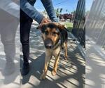 A358953 - Male German Shepherd Dog Dog for Adoption - Small photo