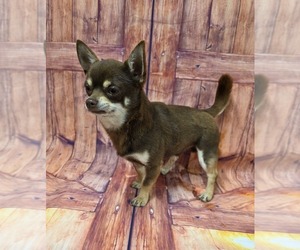 Father of the Chihuahua puppies born on 08/01/2025