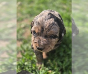 Australian Retriever Puppy for sale in JANESVILLE, WI, USA