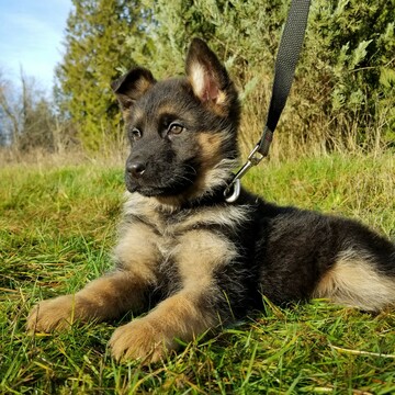 Medium Photo #1 German Shepherd Dog Puppy For Sale in CASTLE ROCK, WA, USA
