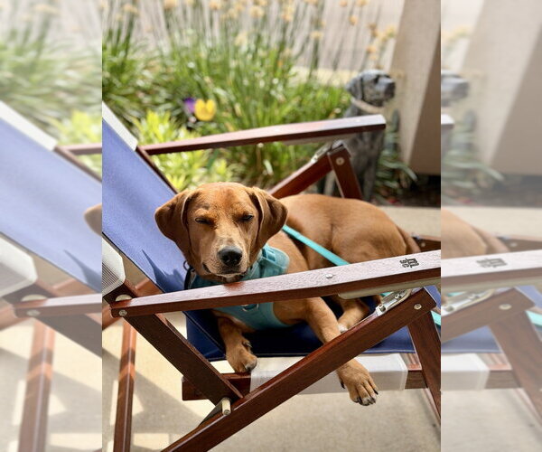 Medium Photo #1 Mutt Puppy For Sale in Mundelein, IL, USA