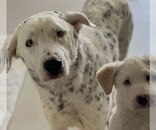 Medium Photo #1 Catahoula Leopard Dog Puppy For Sale in Dana Point, CA, USA