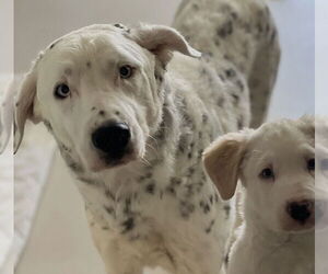 Catahoula Leopard Dog Dogs for adoption in Dana Point, CA, USA