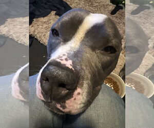 Zeus - Male American Pit Bull Terrier Dog for Adoption - Photo #3
