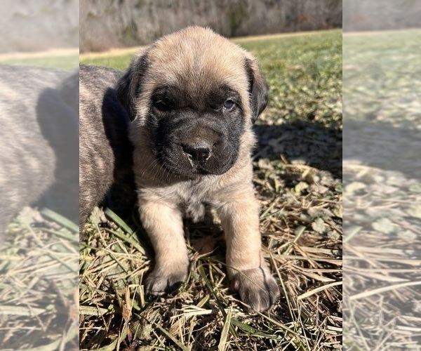 Medium Photo #1 Mastiff Puppy For Sale in COEBURN, VA, USA