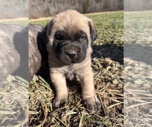 Mastiff Puppy for sale in COEBURN, VA, USA