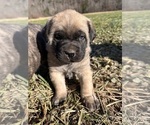 Small Mastiff