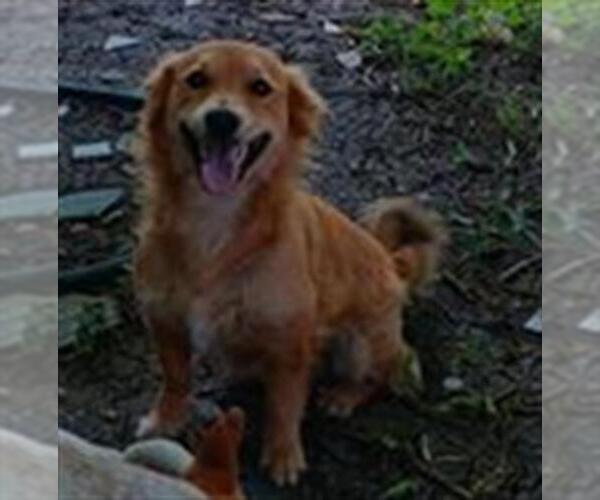 Medium Photo #1 Chihuahua-Unknown Mix Puppy For Sale in San Antonio, TX, USA