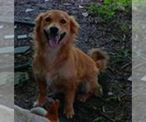 Chihuahua-Unknown Mix Dogs for adoption in San Antonio, TX, USA