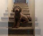 Small Photo #2 Goldendoodle Puppy For Sale in FORT COLLINS, CO, USA