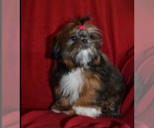 Mother of the Shih Tzu puppies born on 04/11/2020