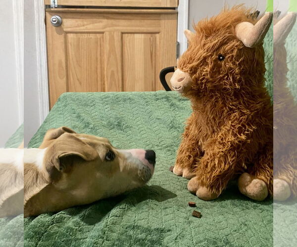 Medium Photo #4 Mutt Puppy For Sale in Rockaway, NJ, USA