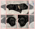 Puppy Paris Goldendoodle