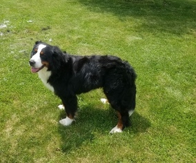 Father of the Bernese Mountain Dog puppies born on 01/04/2019