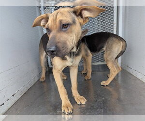 Chinese Shar-Pei-Unknown Mix Dogs for adoption in Bakersfield, CA, USA