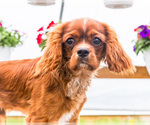 Small Photo #22 Cavalier King Charles Spaniel Puppy For Sale in WAKARUSA, IN, USA