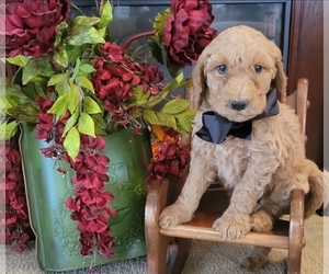 Medium Goldendoodle mix (+ Poodle Standard)