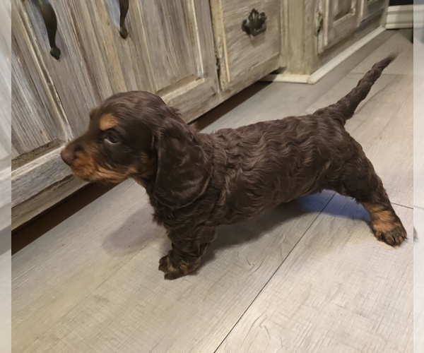 Medium Photo #4 Dachshund Puppy For Sale in NEOSHO, MO, USA
